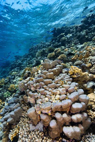 A shot of a diver surrounded by coral reefs and fish in the depths of the sea, oceans and seas, sea creatures, marine life, ocean depths and seas.