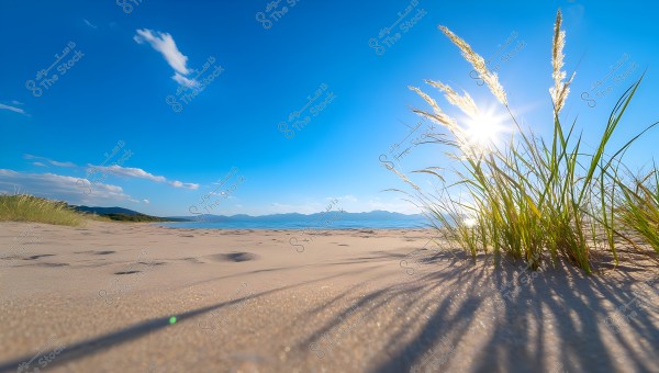 A natural landscape of a sandy beach under a clear blue sky, with the sun shining brightly in the upper right of the image. Long sea grasses in the foreground to the right cast long shadows on the sand. In the background, the blue sea and green hills can be seen on the horizon.