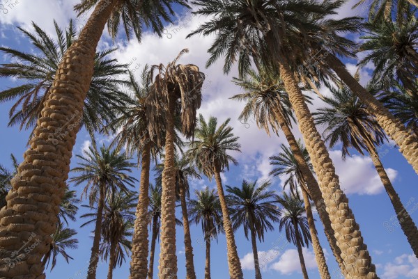 صورة لأشجار النخيل مرتفعة باتجاه السماء المزينة بالغيوم البيضاء والسماء الزرقاء. تظهر جذوع النخيل الطويلة والأوراق الخضراء المتدلية في منظر طبيعي جميل.