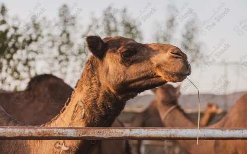 جمل يأكل البرسيم في احد المزارع نهارًا