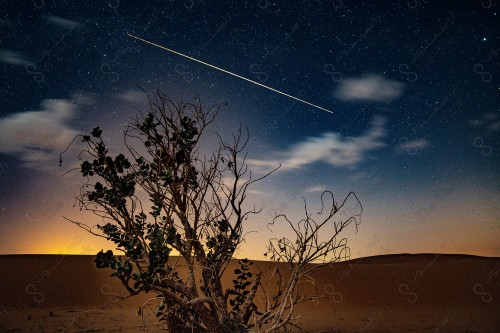 لقطة ليلية لشجرة في وسط الصحراء و تظهر مجرة درب التبانة فوقها، سواد السماء و تلألأ النجوم ليلًا.