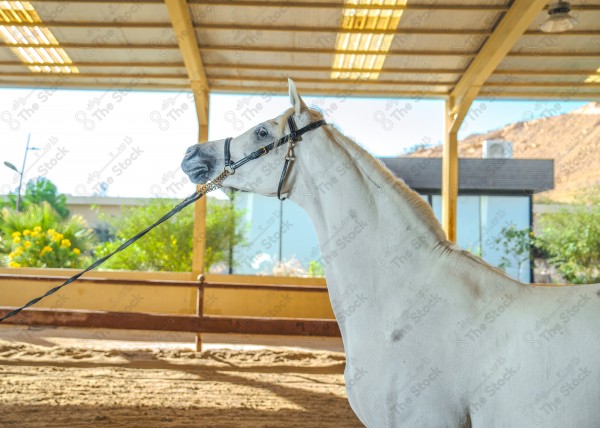 لقطة لخيل عربي بلون الابيض بأسطبل نهارًا ، سباقات الخيل ، جمال خيل العربي ، قفز الحواجز .