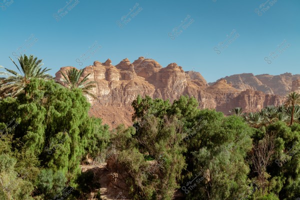 A landscape view featuring large rock formations in the background under a clear blue sky. In the foreground, there is a variety of green trees and palm trees, creating a beautiful contrast with the brown rocks.