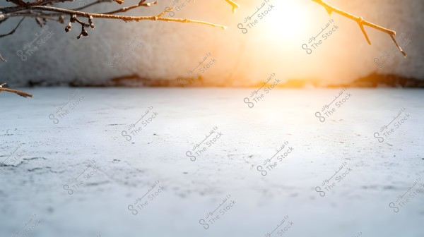 Image showing dry tree branches in the upper left and lower right corners, with an orange glowing background suggesting sunrise or sunset. The ground is pale and smooth with a blurred background.