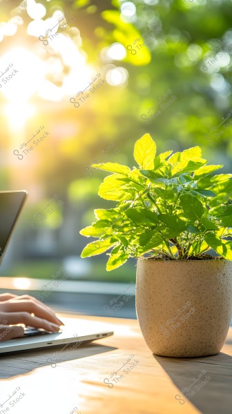 Image of a green herb planted in a pot placed on a table next to a window. A hand is seen using a laptop on the left side of the image. Natural light is streaming in from the window, illuminating the scene and creating a warm and bright atmosphere.