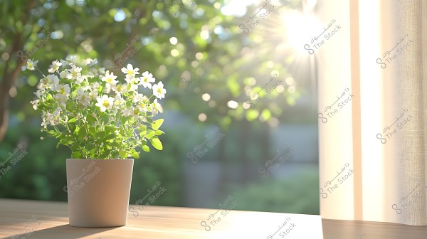 An image of small white flowers in a white pot placed on a wooden surface. The background is blurred, with shimmering sunlight streaming through green trees outside, creating a warm and bright ambiance.