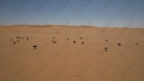 لقطة جوية لجمال تسير في  وسط الصحراء، سماء صافية، كثبان رملية.