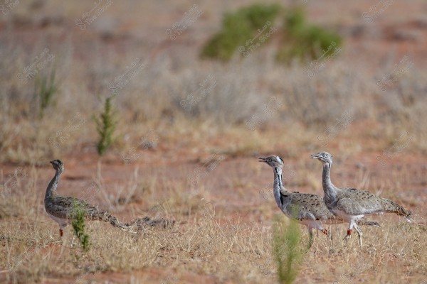 Three houbara bustards walking in a desert environment with a dry, earthy ground. The birds have brownish-gray feathers with white and black markings and are surrounded by sparse, dry vegetation.