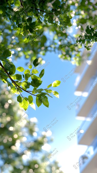 The image shows tree branches with bright green leaves illuminated by sunlight. The background sky is clear blue with a bokeh effect at the bottom showing some white circular lights. A building with glass balconies is also visible on the right side.