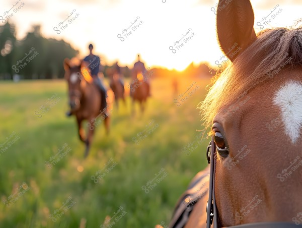 An image showing a close-up of a brown horse\'s face with a white spot on its forehead in the foreground, while in the background, riders are seen on other horses in a wide grassy field during sunset. The sun casts a warm golden light over the scene, and the ground is covered with green grass.