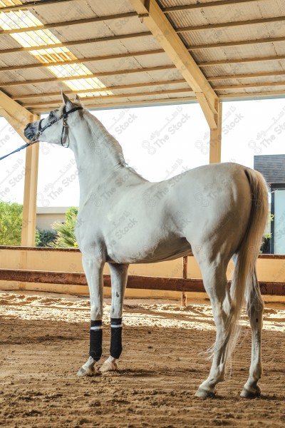 لقطة لخيل عربي بلون الابيض بأسطبل نهارًا ، سباقات الخيل ، جمال خيل العربي ، قفز الحواجز .