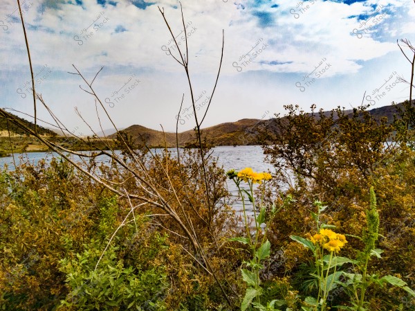 A scenic view of a lake surrounded by shrubs, green plants, and yellow flowers. In the background, hills and mountains are visible under a sky with some white clouds.