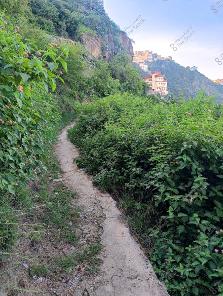 ممر ترابي يمر عبر غابة كثيفة في محافظة فيفاء بمنطقة جازان جنوب المملكة العربية السعودية مغطاة بالنباتات الخضراء المورقة والزهور الوردية الصغيرة. الممر محاط بأشجار متكاثفة على جانب واحد ويبدو أنه يؤدي إلى سلسلة من المباني الحديثة البارزة على جانب التل المغطى بالخضرة في الخلفية. السماء زرقاء صافية مع سحب خفيفة متناثرة.