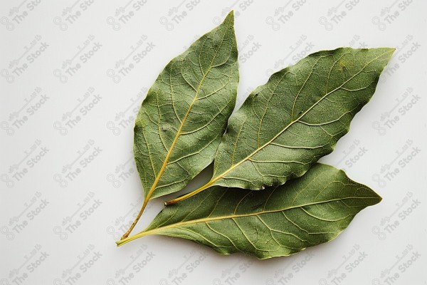 Bay leaves for cooking.