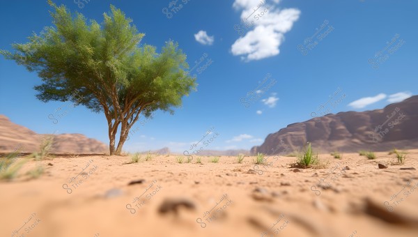 A solitary tree with green leaves in a vast desert under a clear blue sky with a few clouds. In the background, distant rocky mountains are visible, while the ground is covered with light orange sand with some small bushes sprouting.