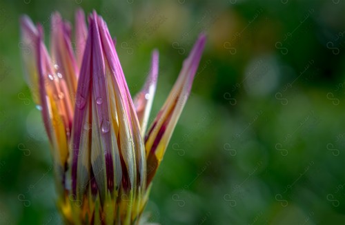 Close-up of a violet flower in a garden, nature