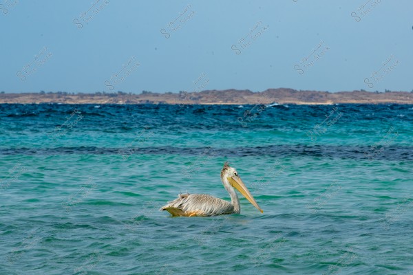 Image of a pelican floating on the surface of a sea with blue and green waters. In the background, land is visible on the horizon under a clear sky.