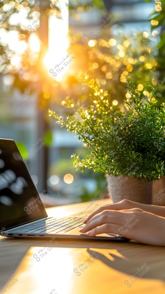 Hands typing on a laptop placed on a wooden table next to a green potted plant. Golden sunlight streams through a window, illuminating the scene with warm colors.