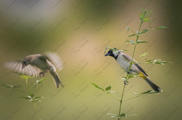 A snapshot of a small sparrow standing on the branches of bushes during the day, birds, sparrows, nature in Saudi Arabia