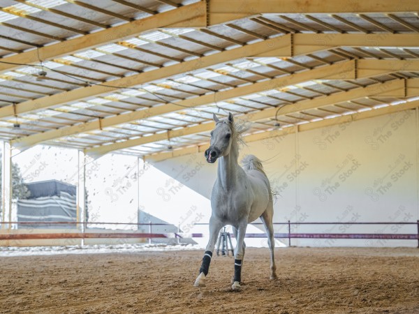 لقطة لخيل عربي بلون الابيض بأسطبل نهارًا ، سباقات الخيل ، جمال خيل العربي ، قفز الحواجز .