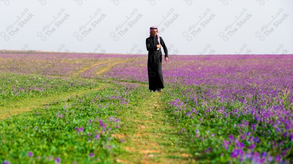 لقطة لشاب بحوله زهور الخزامى البنفسجي في محافظة رفحاء في المنطقة الشمالية بالسعودية ، صورة لربيع محافظة رفحاء ، الطبيعة في السعودية