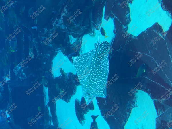 Underwater image of a spotted stingray swimming in an aquarium, surrounded by a variety of other fish. In the background, rock formations and submerged terrain add depth and color variation in hues of blue and green.