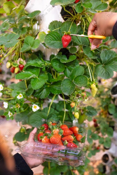 A snapshot of a Saudi woman picking red strawberries on a farm in Saudi Arabia, healthy and delicious fruit, strawberry garden, nature in Saudi Arabia