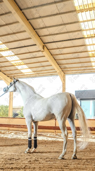 لقطة لخيل عربي بلون الابيض بأسطبل نهارًا ، سباقات الخيل ، جمال خيل العربي ، قفز الحواجز .