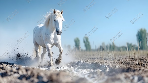 A white horse running quickly on a dry and muddy ground, kicking up dust and dirt as it moves. The sky is clear blue, with a few trees in the distant background.