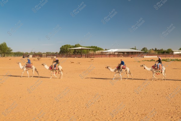 People riding camels in an open desert landscape under a clear blue sky. In the background, there are some trees and a white canopy with a few animals in the enclosure, giving a feel of a traditional or rural setting.