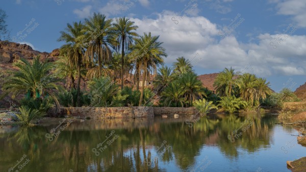 A natural landscape of a green oasis with tall palm trees surrounded by rocky mountains. The reflection of the palms and the calm water are prominent in the scene, while the sky is clear blue with a few clouds.