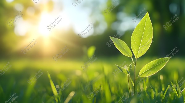 A close-up of a small plant growing in a sunlit grassy field. The plant\'s leaves are fresh green with clear vein details. The background is blurred, showing the warm sunlight and soft, natural colors.