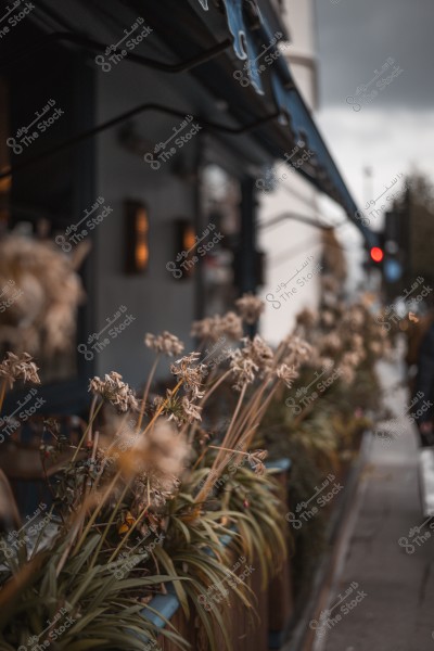 View of dry plants in a flower pot beside a sidewalk with part of a building in the background.