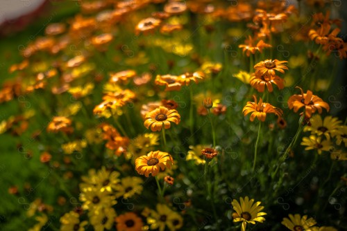 shot of a group of brightly colored roses in a garden, nature