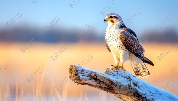 Image of a brown falcon with white spots perched on a snow-covered wooden branch. The background is blurred with shades of gold and blue, suggesting an open natural setting and possibly a winter season.