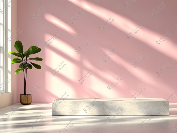 A bright room with minimalist decor. There is a plant in a brown pot in the corner next to the pink wall. The floor and wall reflect natural light coming from a large window on the left, and a rectangular concrete bench is positioned in the center foreground.