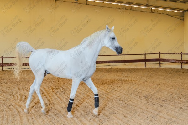 لقطة لخيل عربي بلون الابيض بأسطبل نهارًا ، سباقات الخيل ، جمال خيل العربي ، قفز الحواجز .