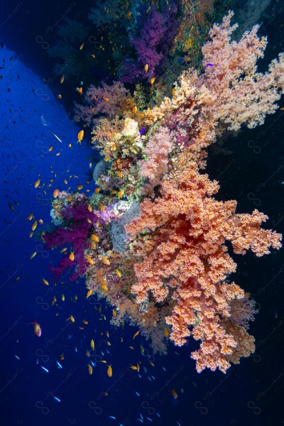 A snapshot of a group of divers surrounded by coral reefs and fish in the depths of the sea, oceans and seas, sea creatures, marine life, ocean depths and seas.