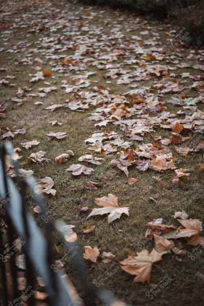 أوراق شجر الخريف البنية المتساقطة على العشب الأخضر.