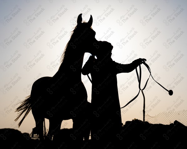 Silhouette shot of a Saudi man holding a horse during sunset, horse breeding, equestrian, learning to ride a horse.