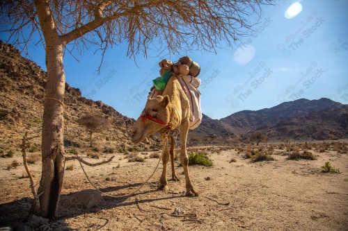 صورة مقربة لحيوان الجمل ، تربية الجمال و الإبل ، تربية الحيوانات والمواشي في المملكة العربية السعودية