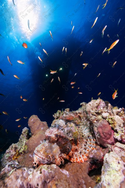 A shot of a diver surrounded by coral reefs and fish in the depths of the sea, oceans and seas, sea creatures, marine life, ocean depths and seas.