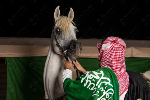 فارس سعودي يرتدي الزي السعودي التقليدي و يحمل علم السعودية حول كتفة, ممسك بخيل عربي اصيل في احد الاسطبلات، تعلم الفروسيه، ترويض الخيل، الخيل العربي الأصيل ، هواية ركوب الخيل.