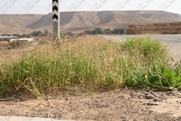 Plants on the road