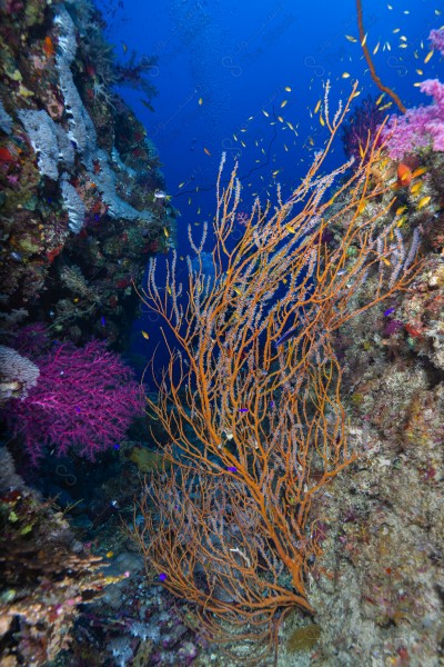 A snapshot of a group of divers surrounded by coral reefs and fish in the depths of the sea, oceans and seas, sea creatures, marine life, ocean depths and seas.