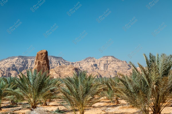 A landscape showing desert palm trees in the foreground with a backdrop of large rocky mountains under a clear blue sky. The desert composition suggests a location in the Arabian Peninsula.