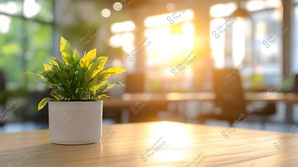 A green plant in a small white pot placed on a wooden table in an indoor setting, with sunlight streaming through the large window in the background, creating a warm and bright atmosphere in the room.