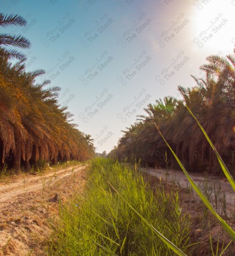 لقطة لاحدى ممرات مزارع النخيل في الاحساء, الحياة الطبيعية ، زراعة النخيل و التمور في المملكة العربية السعودية.