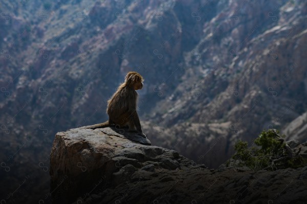 Aesthetic shot of a group of baboons over the heights of the Taif Mountains, a series of rocky mountains.