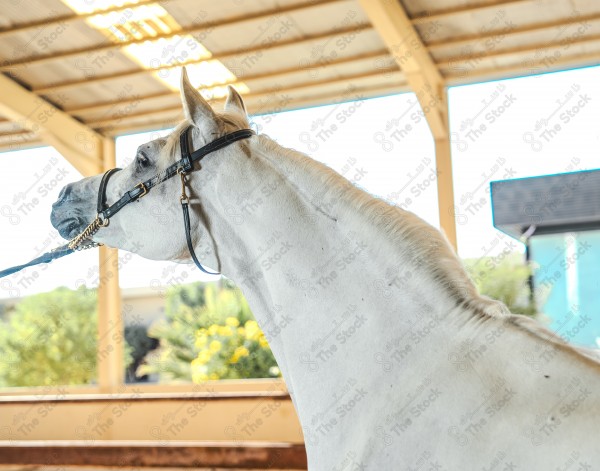 لقطة لخيل عربي بلون الابيض بأسطبل نهارًا ، سباقات الخيل ، جمال خيل العربي ، قفز الحواجز .